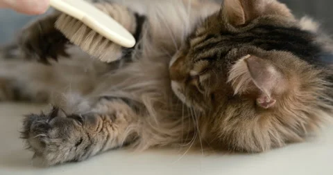 Cinematic fluffy tabby cat playing with a grooming brush 库存影片 339304353