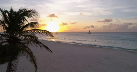 Cinematic fly close by palm tree with to perfect sunset sight. Stock-Footage 97180649