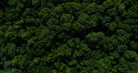 Cinematic fly over mangrove forest tilt up reveal reef barrier Aruba Stock-Footage 98317283
