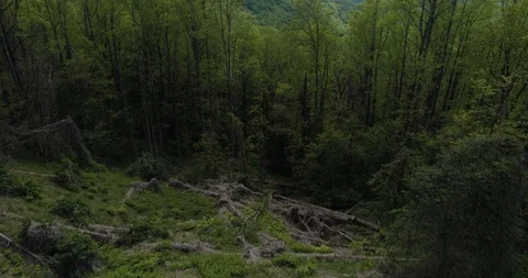 Cinematic fly through trees revealing Blue Ridge Mountains drone aerial 4k Stock Footage 114136386