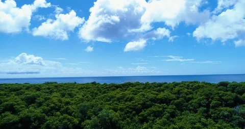 Cinematic fly up tilt down to reveal mangrove forest and the "shipwreck" Stock-Footage 98317163