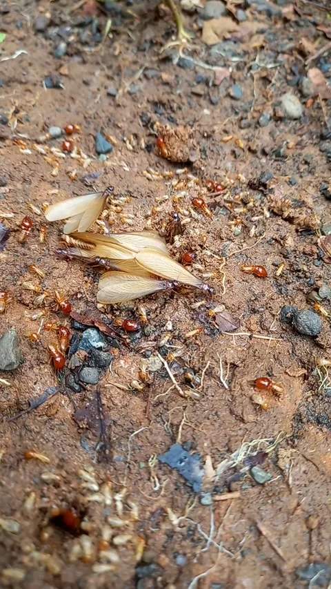 Cinematic flying termites Video stock 234521429