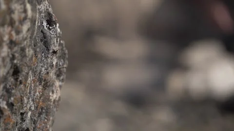 Cinematic Focus Pull from Rock to Hands Starting a Campfire Stock Footage 318845864