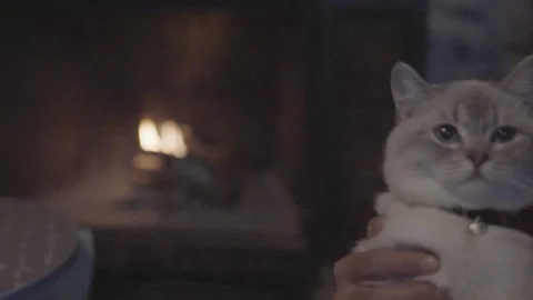 Cinematic Focus Transition from Cat on Lap to Fireplace in Stone House Stock Footage 322138347