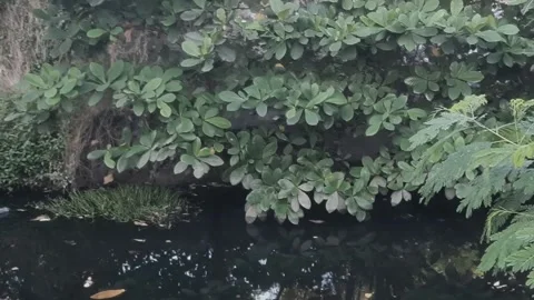 Cinematic Foliage and River 스톡 동영상 336482388