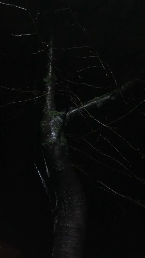 Cinematic Fooatage Tree under rainy storm night Stock Footage 142073567