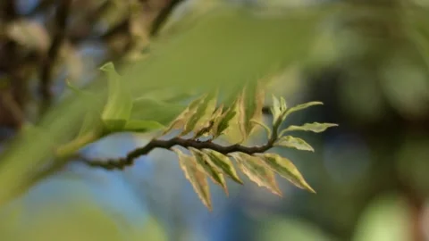 Cinematic Stock Footage 261783656