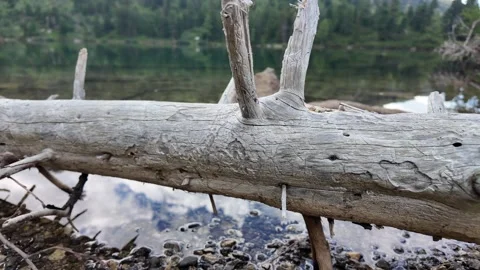 Cinematic footage of a fallen pine tree trunk by an alpine lake Stock Footage 344893894