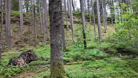 Cinematic footage of pine tree trunks in a pine forest Stock Footage 344687534