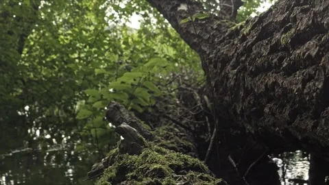 Cinematic Forest Glide Along Fallen Tree Trunk – 4K Stock-Footage 320835948