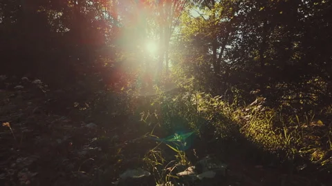 Cinematic forest in golden sunlight surrounded by lush woodland Stock Footage 337551790
