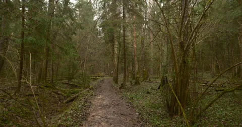 Cinematic a forest ground path during a walk through a wild spring forest Stock Footage 332917628