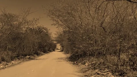 Cinematic Forest Landscape Stock Footage 318399498