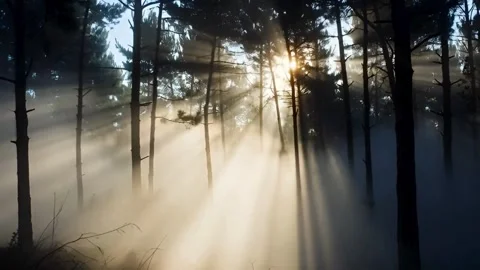Cinematic forest scene with misty sunrays and natural light leaks through d.. Stock-Footage 321948546