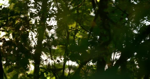 Cinematic forest scene with warm sunlight filtering through dense green foliage Stock Footage 342142274