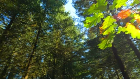 Cinematic Forest Shot Trees Sunrays Blue Sky Stock Footage 162835890