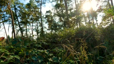 Cinematic Forest Shot Trees Sunrays Blue Sky Low Angle Stock Footage 162836235