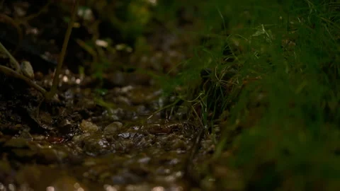 Cinematic forest spring stream flowing over stones and moss Stock Footage 329585378