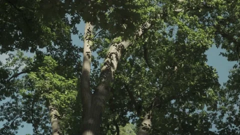Cinematic forest at summer low angle with blue sky Stock Footage 136959463