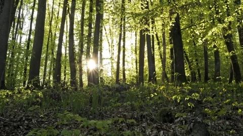 Cinematic forest with sun rays in backlight, parallax pan, 4K 動画素材 320157343