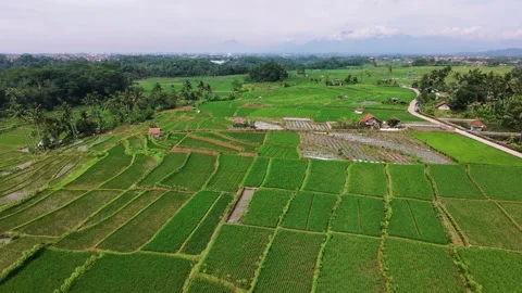 Cinematic Forward Drone Flight Over Green Rice Fields and Rural Village Stock Footage 325291978