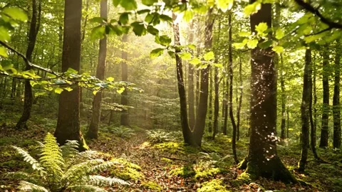 Cinematic forward walk through forest with sunlight rays and spider web Stock Footage 332045177