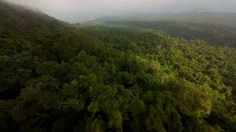 Cinematic FPV Dive Over Misty Tropical Forest, Phu Quoc Island Vietnam Vídeos de archivo 329290360