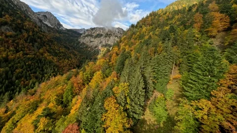 Cinematic FPV Drone Diving Down Through a Colorful Autumn Forest Canopy Stock Footage 321150056