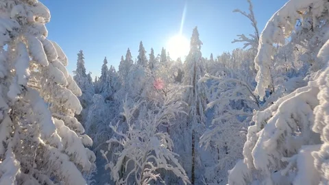 Cinematic FPV drone flight among beautiful snow-covered trees in winter forest. Video stock 259814717
