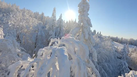 Cinematic FPV drone flight close to the snow-covered trees in a winter forest. Stock Footage 255573774