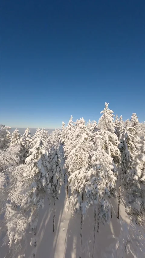 Cinematic FPV drone flight close to the snow-covered trees in a winter forest. Stock-Footage 255698823