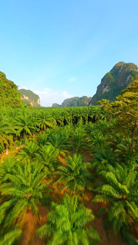 Cinematic FPV Drone Flight Over Palm Plantation In Krabi Province, Thailand. Stock Footage 268977513