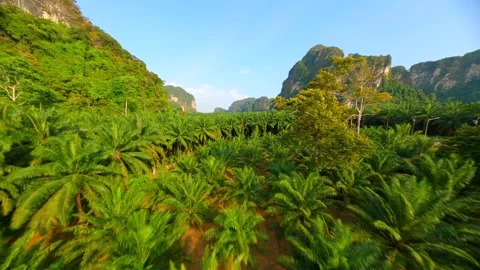 Cinematic FPV Drone Flight Over Palm Plantation In Krabi Province, Thailand. Stock Footage 268977555