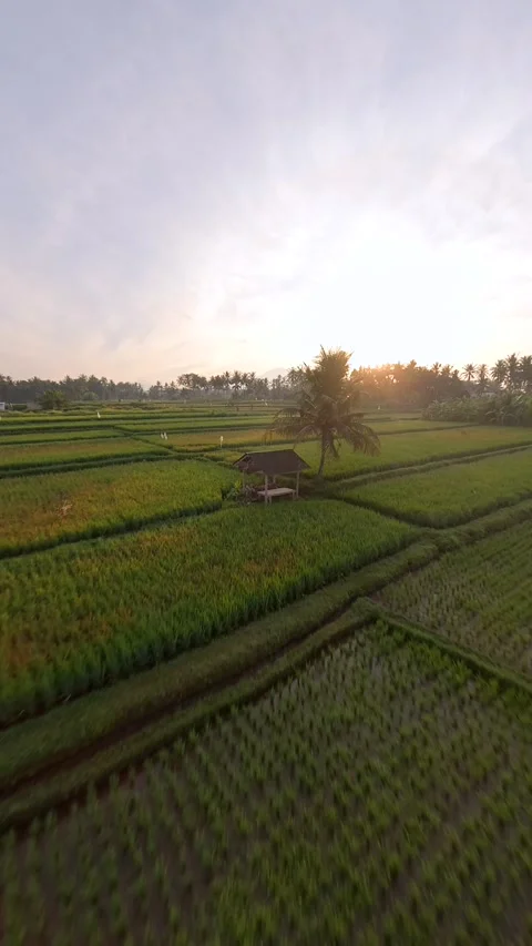 Cinematic FPV drone flight over palm trees and lush rice fields at sunrise Bali Stock Footage 313726805