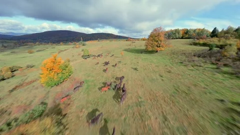 Cinematic FPV drone flight over vast autumn meadows and colorful forests, Poland Vídeos de archivo 341862289