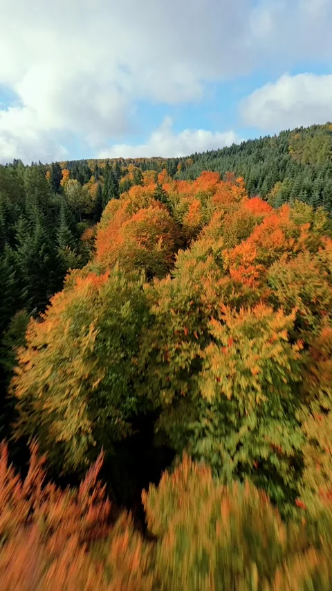 Cinematic FPV Drone Flight Over Colorful Autumn Forest And Hills Stock-Footage 347875795
