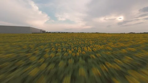 Cinematic FPV drone flight rising above sunflower field near Sofia, Bulgaria. Stock Footage 340079187