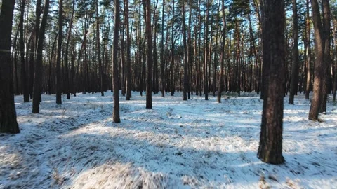 Cinematic FPV drone flight through a winter pine forest with snow-covered ground Video stock 326149336