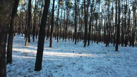 Cinematic FPV drone flight through a winter pine forest with snow-covered ground Stock Footage 326149427