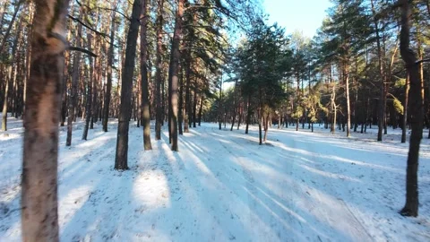 Cinematic FPV drone flight through a winter pine forest with snow-covered ground Stock Footage 326149497