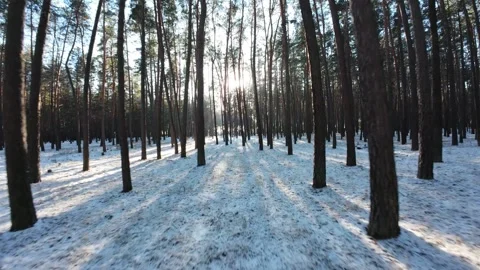 Cinematic FPV drone flight through a winter pine forest with snow-covered ground Stock Footage 326149626