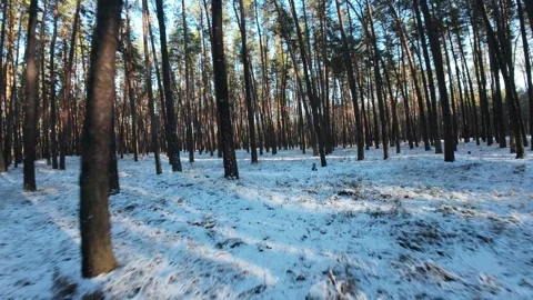 Cinematic FPV drone flight through a winter pine forest with snow-covered ground Stock Footage 326150156