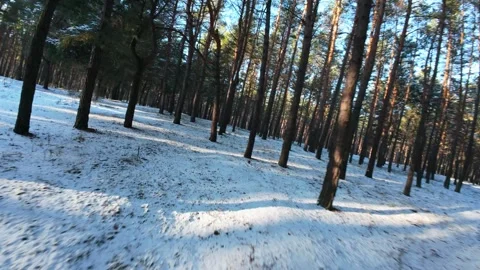 Cinematic FPV drone flight through a winter pine forest with snow-covered ground Stock Footage 326150385