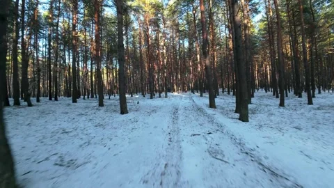 Cinematic FPV drone flight through a winter pine forest with snow-covered ground Stock Footage 326150488