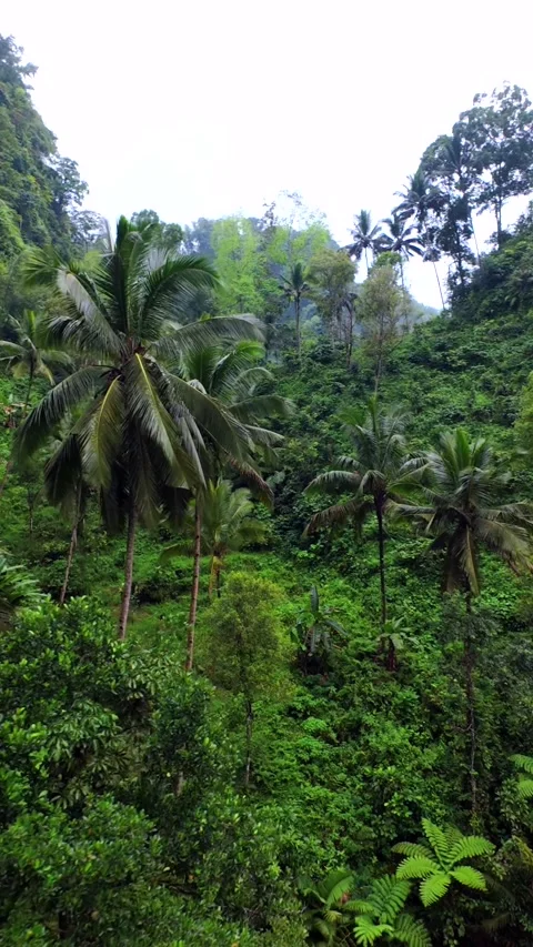 Cinematic FPV drone flight through lush tropical jungle in Java, Indonesia Vídeos de archivo 337409064