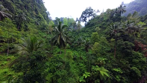 Cinematic FPV drone flight through lush tropical jungle in Java, Indonesia Vídeos de archivo 337409076