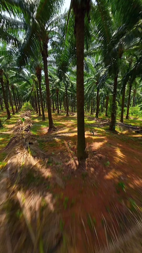 Cinematic FPV drone flight through an oil palm plantation in Krabi, Thailand. Stockbeeldmateriaal 340837011