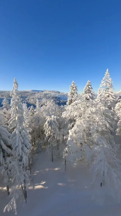 Cinematic FPV drone flight through a snow-covered pine forest beneath a blue sky Vidéo 345189088
