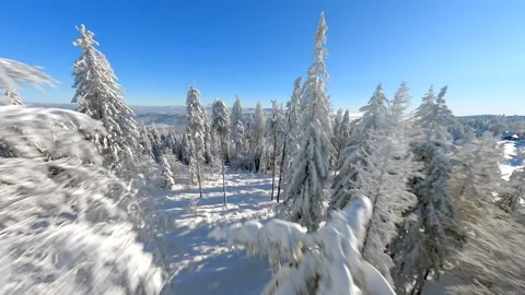Cinematic FPV drone flight through a snow-covered pine forest beneath a blue sky Stock Footage 345190868