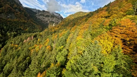 Cinematic FPV Drone Flying Fast Through Vibrant Autumn Forest and Colorful Fall  Stock Footage 321149632